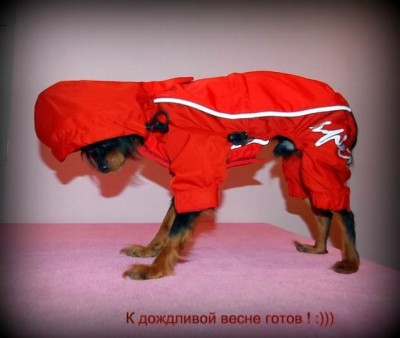 Даки в комбезике-002.JPG