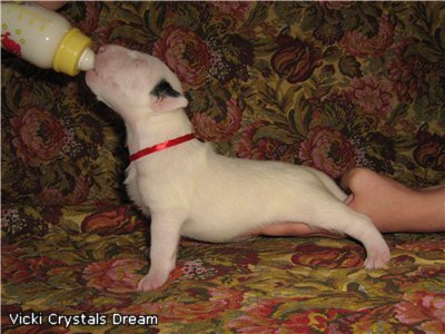 Vicki Crystals Dream.jpg