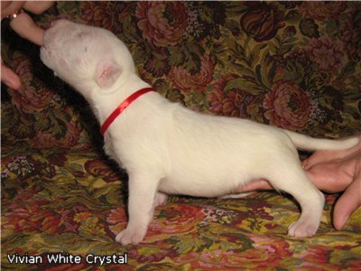 Vivian White Crystal.jpg