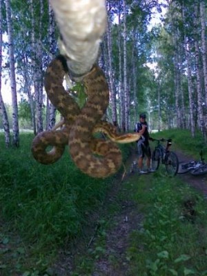 Гадюка.jpg