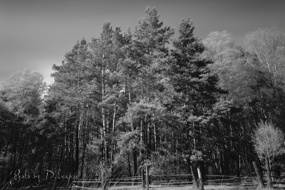 IR_14_05_2011_02.jpg