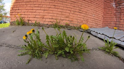 Force of nature.jpg