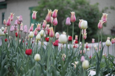 IMG_2586.JPG