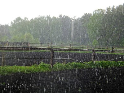 In a rain_02.jpg