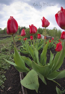 Red tulips.jpg