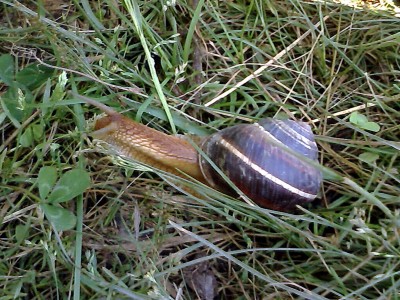 IMG0395A.jpg
