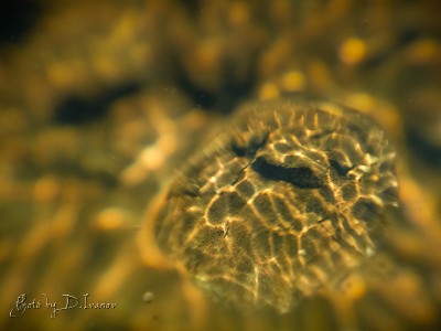 underwater face.jpg