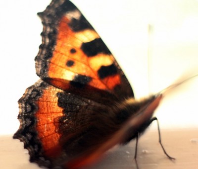 y_4300d2e1.jpg