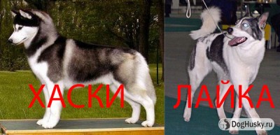 Husky-vs-Laika.jpg