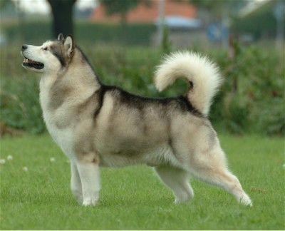 Alaskan_Malamute.jpg