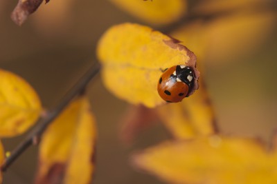 Coccinellidae, autumn.jpg