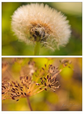 Autumn #4.jpg