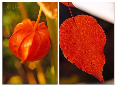 Autumn #1.jpg