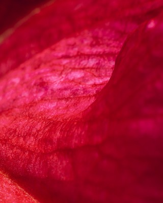 _MG_8172.jpg