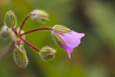_MG_3407.jpg