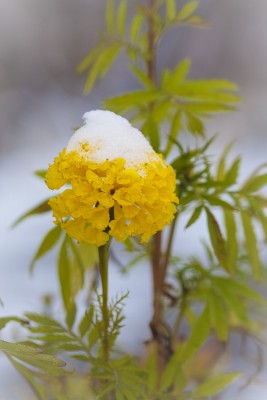 первый снег, октябрь 2011 (2).jpg