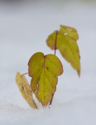 первый снег, октябрь 2011.jpg