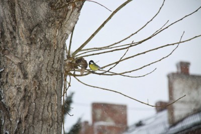 IMG_3966.jpg