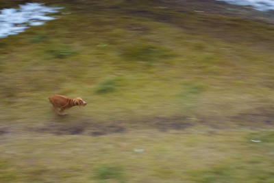 run.jpg