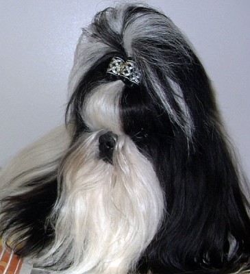 NovosibirskCACIB2010w.jpg