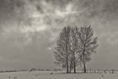 sky&birches(1).jpg