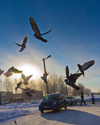голуби (1).jpg
