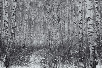 birches.jpg