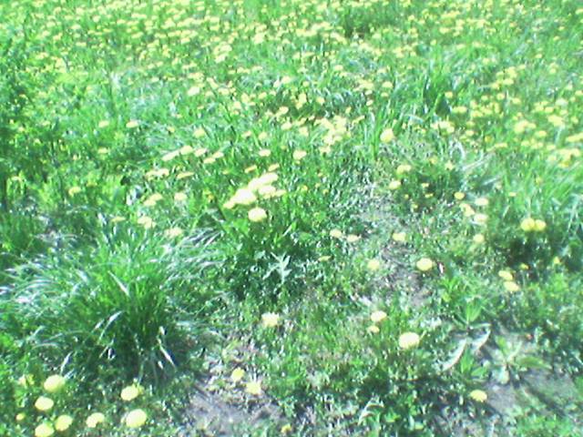 dandelion-1.jpg