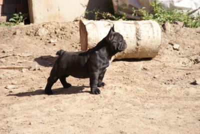 jjb2K95I_буль.jpg