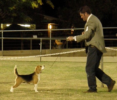 Hound-Club-ACT-RUBIS-a.jpg