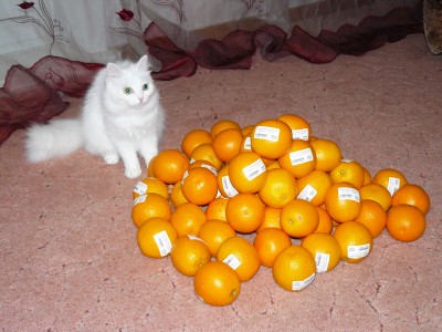 apel-mob.JPG